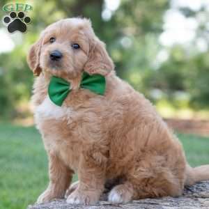 Bo, Goldendoodle Puppy